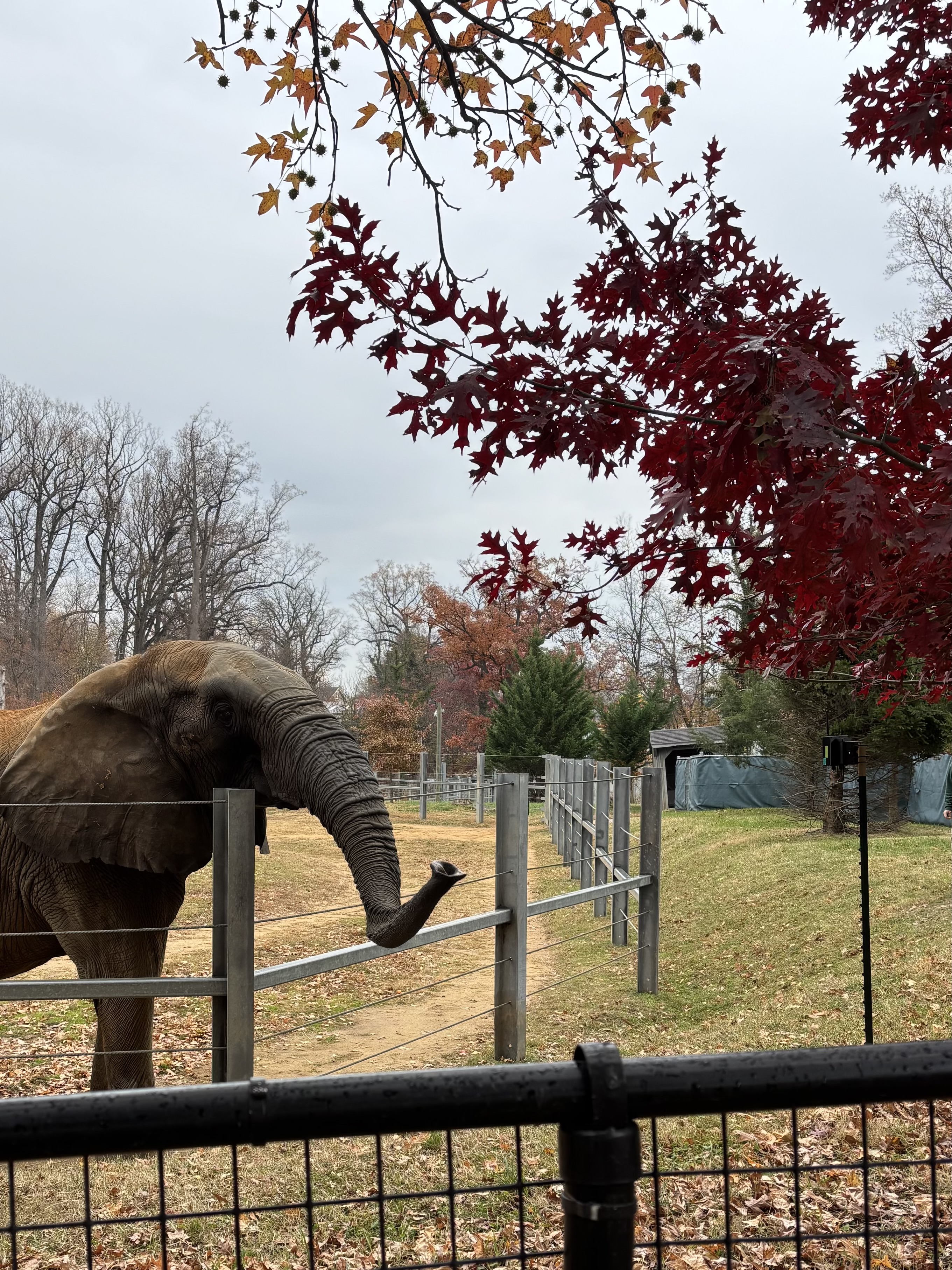 Variable Pursuits - The Maryland Zoo